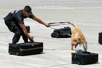 dog doing a bag search